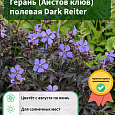 Герань (Аистов клюв) полевая Dark Reiter Герань (Аистов клюв) полевая Dark Reiter