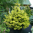 Ель восточная Aureospicata Ель восточная Aureospicata