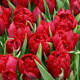 Тюльпан Бахромчатый Lion King