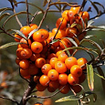 Облепиха крушиновидная Frugana
