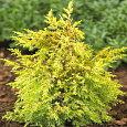 Можжевельник обыкновенный Голд Коне Можжевельник обыкновенный Голд Коне