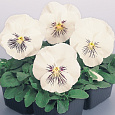 Виола крупноцветковая Кетс Вайт
