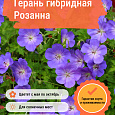 Герань гибридная Розанна Герань гибридная Розанна
