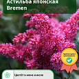 Астильба японская Bremen
