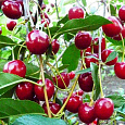 Вишня степная Уральская рубиновая Вишня степная Уральская рубиновая