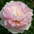 Пион травянистый Мунстоун Пион травянистый Мунстоун