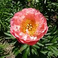 Пион травянистый Пинк Гавайан Корал