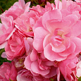 Роза полиантовая Ангельская роза