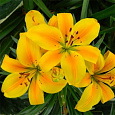Лилия азиатская горшечная Голден Джой Лилия азиатская горшечная Голден Джой