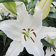Лилия восточная горшечная Тру Эмоушн