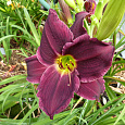 Лилейник гибридный Грэйп Велвет