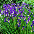 Ирис сибирский Ottawa