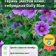 Герань (Аистов клюв) гибридная Daily Blue Герань (Аистов клюв) гибридная Daily Blue