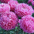 Астра Большая хризантема розовая Астра Большая хризантема розовая