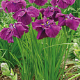 Ирис японский Гуд Омен Ирис японский Гуд Омен