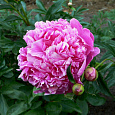 Пион травянистый Барбара Пион травянистый Барбара