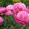 Пион травянистый Барбара Пион травянистый Барбара