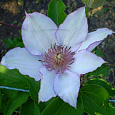 Клематис крупноцветковый Нина Клематис крупноцветковый Нина