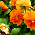 Анютины глазки Оранжевое солнышко