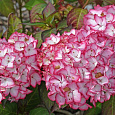 Гортензия крупнолистовая Мирей Гортензия крупнолистовая Мирей