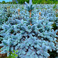 Ель голубая Super Blue Seedling Ель голубая Super Blue Seedling