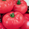 Томат Розовый гигант