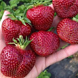 Земляника садовая Вивальди