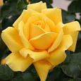 Роза чайно-гибридная Голд Глоу