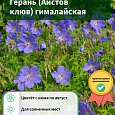 Герань (Аистов клюв) гималайская Герань (Аистов клюв) гималайская