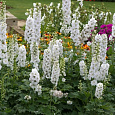 Дельфиниум гибридный Мэджик Фонтейн Пьюр Вайт