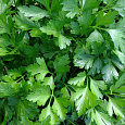 Петрушка Обыкновенная листовая