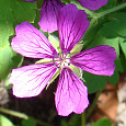 Герань гибридная Сью Круг