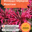 Монарда гибридная Махогани