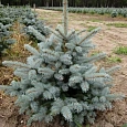 Ель колючая Супер Блю Ель колючая Супер Блю