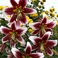 Лилия ОТ-гибрид Мисс Пэчворк