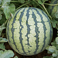 Арбуз Эдем F1