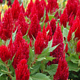 Целозия перистая Брайт Спаркс Бургунди