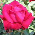 Роза чайно-гибридная Дам де Кер Роза чайно-гибридная Дам де Кер