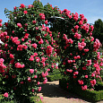 Роза плетистая Розариум Ютерсен Роза плетистая Розариум Ютерсен