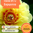 Пион ИТО Барцелла Пион ИТО Барцелла