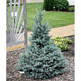 Ель колючая Роял Блю Ель колючая Роял Блю