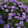 Астра кустарниковая Блау Лагуне