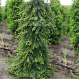 Ель сербская Pendula Ель сербская Pendula