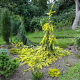 Ель Gold Drift Ель Gold Drift