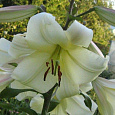 Лилия ОТ-гибрид Элиси