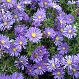 Астра кустарниковая Блау Лагуне