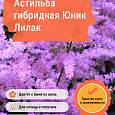 Астильба гибридная Юник Лилак
