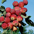 Яблоня карликовая Антоша Яблоня карликовая Антоша