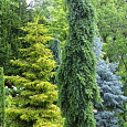 Ель сербская Pendula Ель сербская Pendula