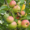Яблоня Свежесть Яблоня Свежесть